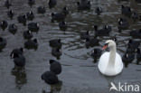 Knobbelzwaan (Cygnus olor)