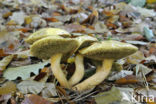 Koeienboleet (Suillus bovinus)