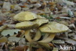 Suillus bovinus