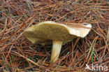 Suillus bovinus