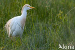 Koereiger (Bubulcus ibis)