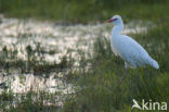 Koereiger (Bubulcus ibis)