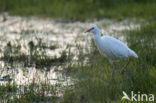 Koereiger (Bubulcus ibis)