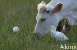 Cattle Egret (Bubulcus ibis)