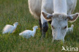 Koereiger (Bubulcus ibis)