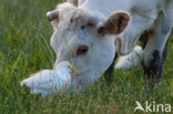 Cattle Egret (Bubulcus ibis)