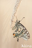 Koninginnepage (Papilio machaon)