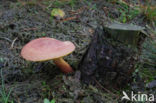 Plums and custard (Tricholomopsis rutilans)