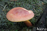 Plums and custard (Tricholomopsis rutilans)