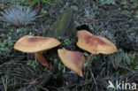 Plums and custard (Tricholomopsis rutilans)