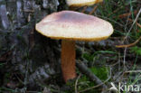 Plums and custard (Tricholomopsis rutilans)