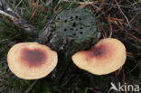 Plums and custard (Tricholomopsis rutilans)