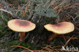 Plums and custard (Tricholomopsis rutilans)