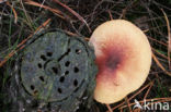 Plums and custard (Tricholomopsis rutilans)