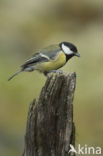 Koolmees (Parus major)