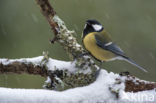 Great Tit (Parus major)