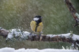 Koolmees (Parus major)