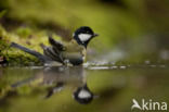 Koolmees (Parus major)