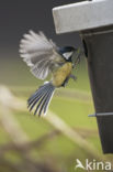 Great Tit (Parus major)