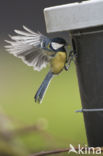 Great Tit (Parus major)