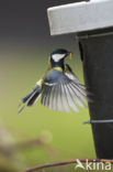 Great Tit (Parus major)