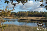 Kootwijkerveen