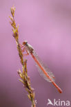 Koraaljuffer (Ceriagrion tenellum)