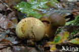 Kostgangerboleet (Boletus parasiticus) 