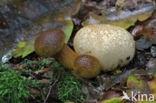 Parasitic Bolete (Boletus parasiticus)