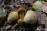 Parasitic Bolete (Boletus parasiticus)