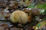 Parasitic Bolete (Boletus parasiticus)