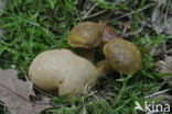 Kostgangerboleet (Boletus parasiticus) 