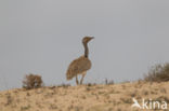 Houbara Bustard (Chlamydotis undulata) 