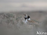 Houbara Bustard (Chlamydotis undulata) 