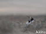 Houbara Bustard (Chlamydotis undulata) 