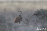 Houbara Bustard (Chlamydotis undulata) 