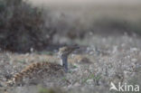 Houbara Bustard (Chlamydotis undulata) 