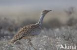 Houbara Bustard (Chlamydotis undulata) 