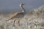 Houbara Bustard (Chlamydotis undulata) 