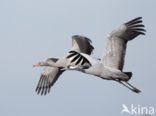 Kraanvogel (Grus grus)