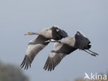 Kraanvogel (Grus grus)