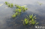 Krabbescheer (Stratiotes aloides) 