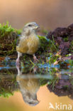Red Crossbill (Loxia curvirostra)