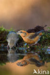 Red Crossbill (Loxia curvirostra)