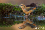 Red Crossbill (Loxia curvirostra)