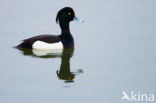 Tufted Duck (Aythya fuligula)