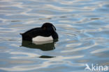 Tufted Duck (Aythya fuligula)