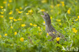 Corncrake (Crex crex)