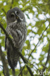 Laplanduil (Strix nebulosa)