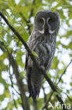 Laplanduil (Strix nebulosa)